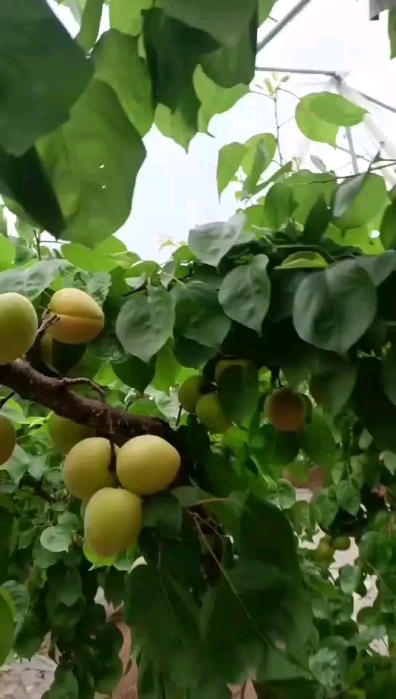 陕西大荔大黄杏大量上市中，支持电商，一件代发，有需要的联