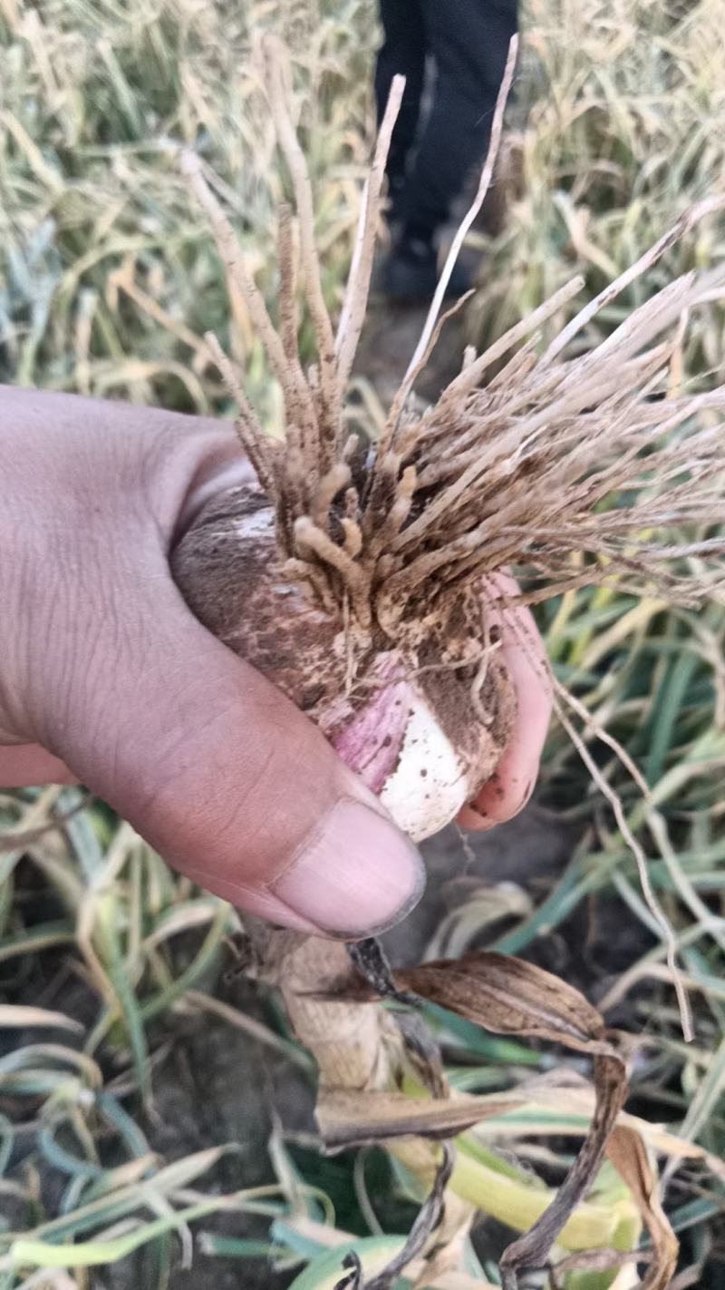 河南基地鲜蒜，扒皮蒜，产地直发，货源充足，诚信务实