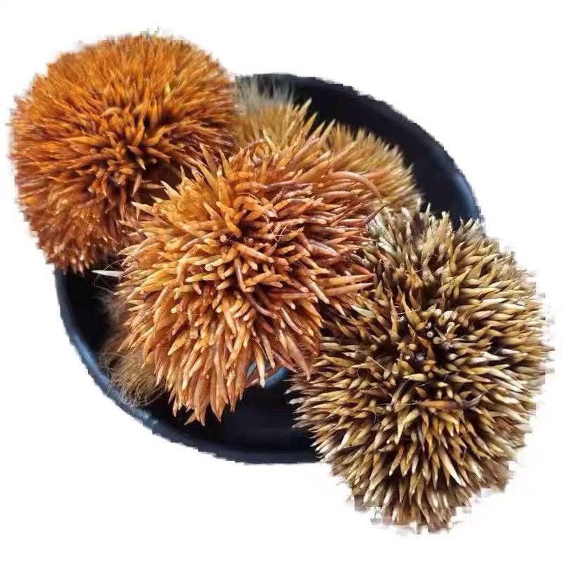 炒**皮中药材**皮块炙**皮**皮猥皮仙人衣