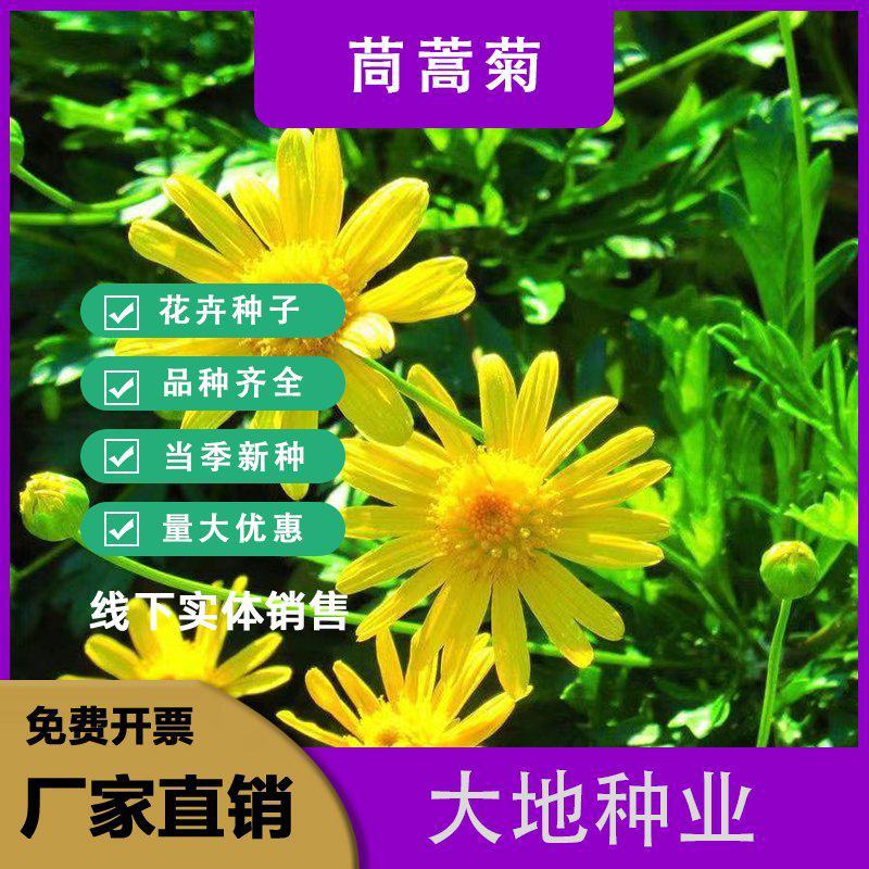 茼蒿菊种子黄金菊花种籽春播木茼蒿四季开花室外花草易种易活