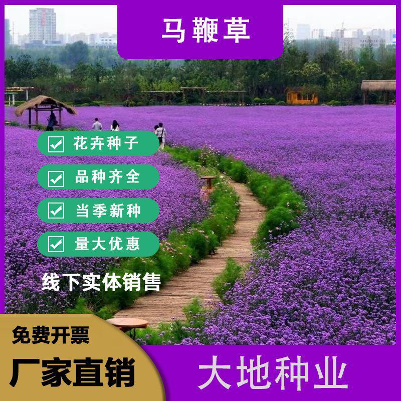 柳叶马鞭草花种子，阔叶马鞭草多年生宿根草花种子景观绿化