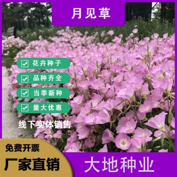 美丽月见草种子多年生四季开花易活阳台盆栽室外庭院花卉花种