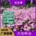 美丽月见草种子多年生四季开花易活阳台盆栽室外庭院花卉花种