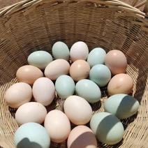 鸡蛋家养土鸡蛋货源充足价格合理欢迎