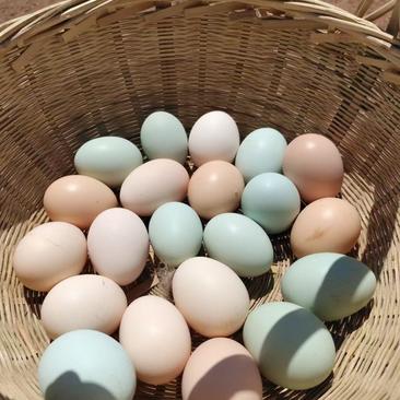 鸡蛋家养土鸡蛋货源充足价格合理欢迎联系