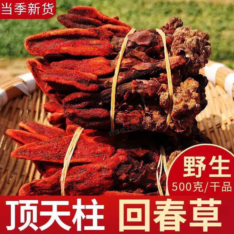 一见起回春草起阳草不老草云南正宗回春草泡酒泡茶野生正宗批