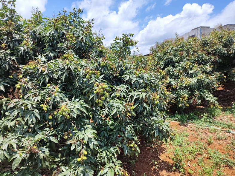 妃子笑荔枝植株与开花特写