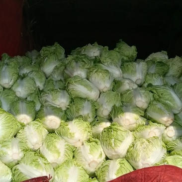 大白菜小包头