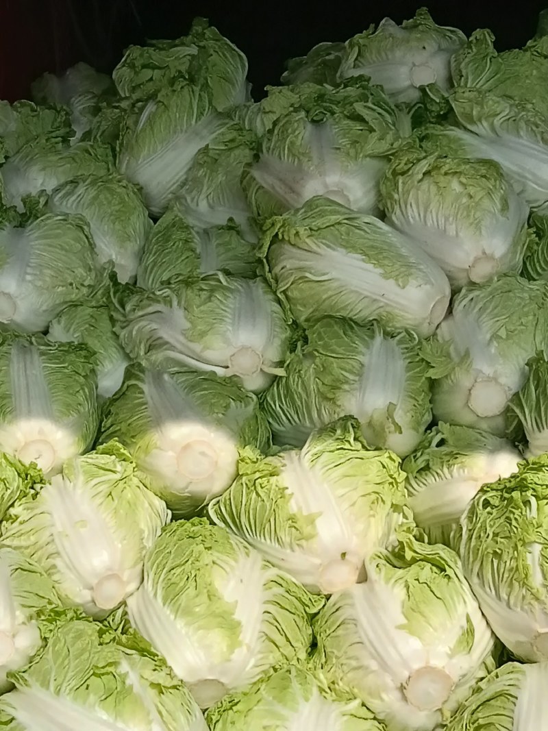 大白菜小包头