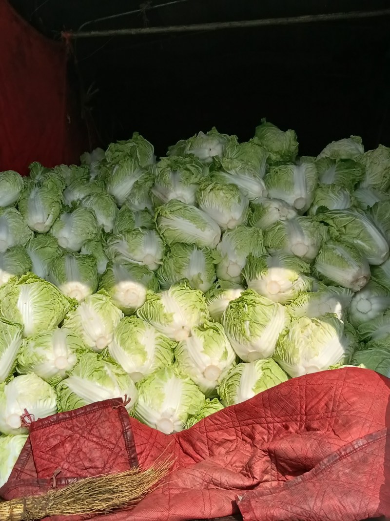 大白菜小包头