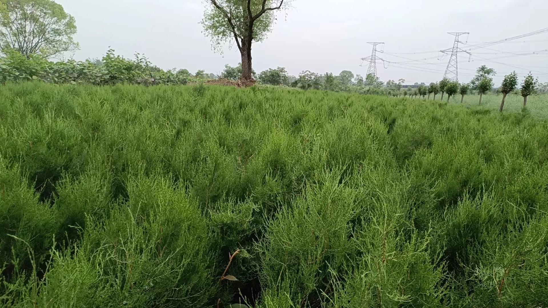 侧柏种植示意图,展示其在不同生长阶段的形态变化 侧柏种植示意图