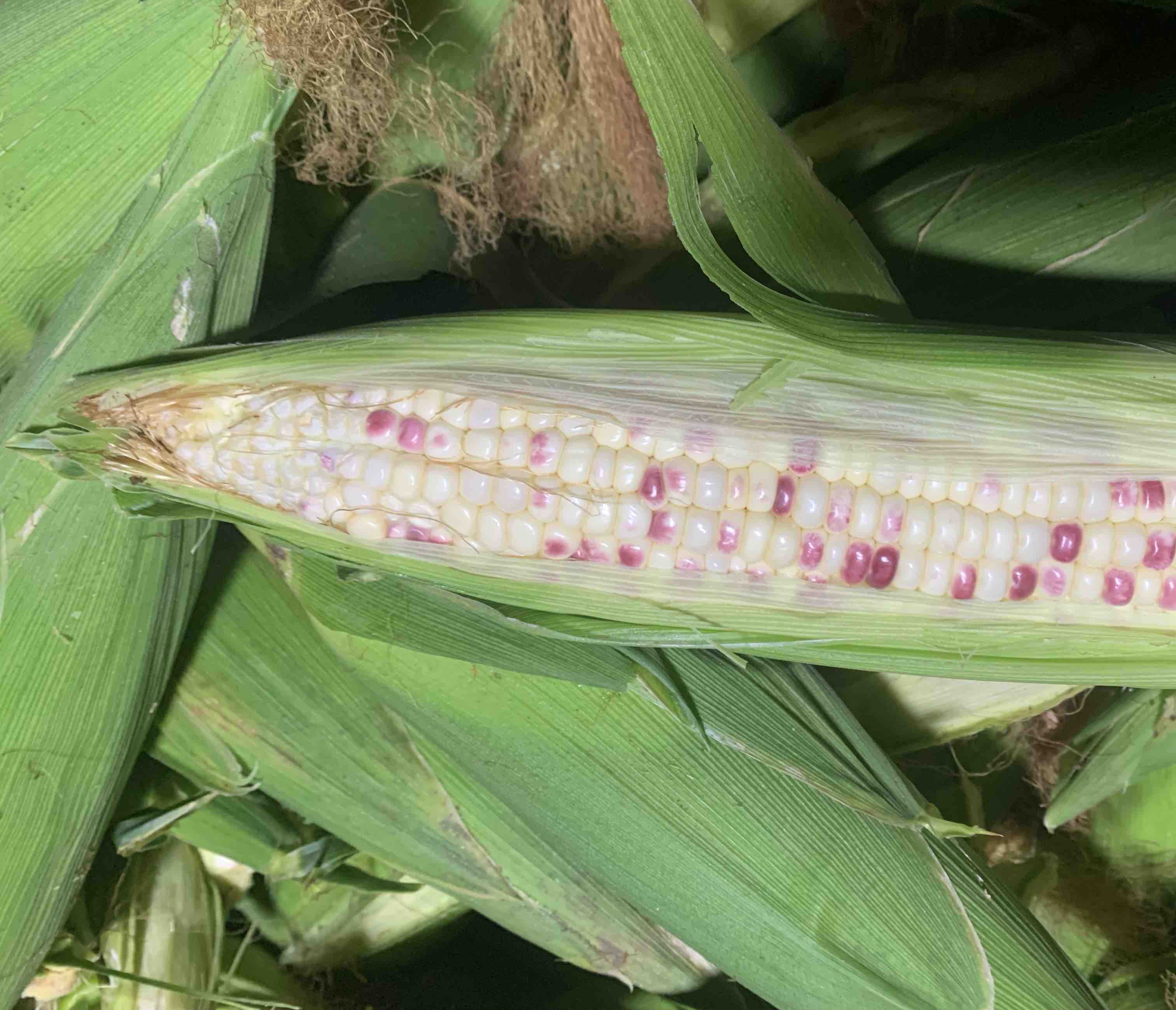 展示水果玉米在消化道中的状态,强调其纤维结构可能带来的不适反应 水果玉米与消化系统示意图