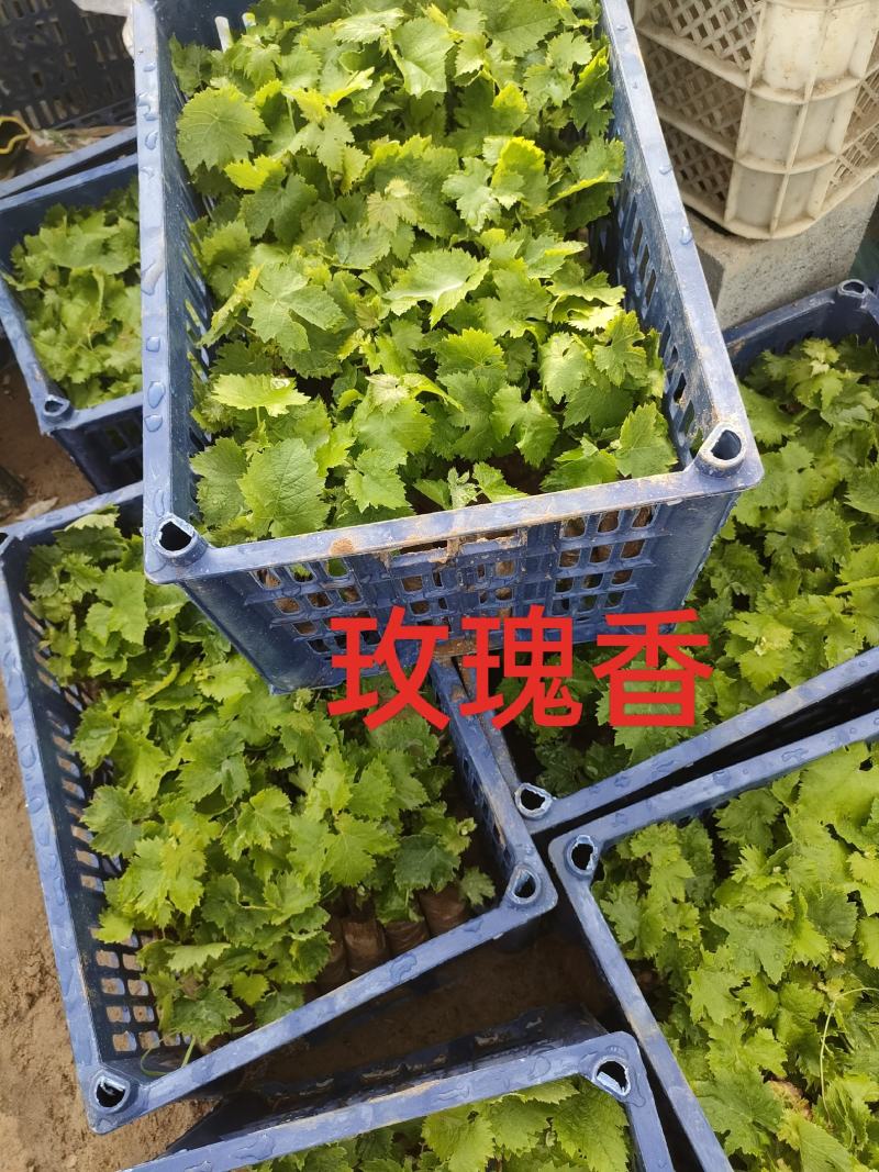 玫瑰香葡萄苗，历史优久，果实玟瑰香味，易管理，丰产。