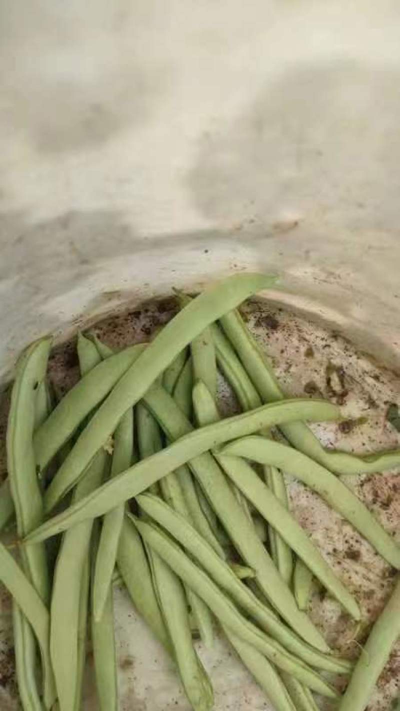 精品四季豆大量出货，品质好，支持电商超市市场，大量供应