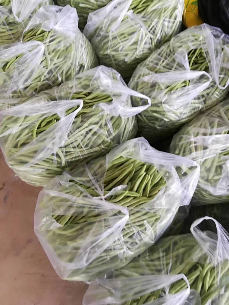 精品四季豆大量出货，品质好，支持电商超市市场，大量供应