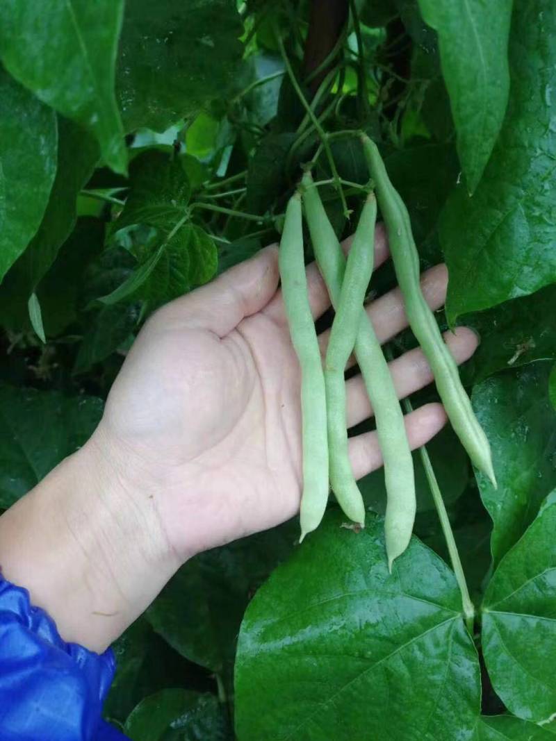 精品四季豆大量出货，品质好，支持电商超市市场，大量供应