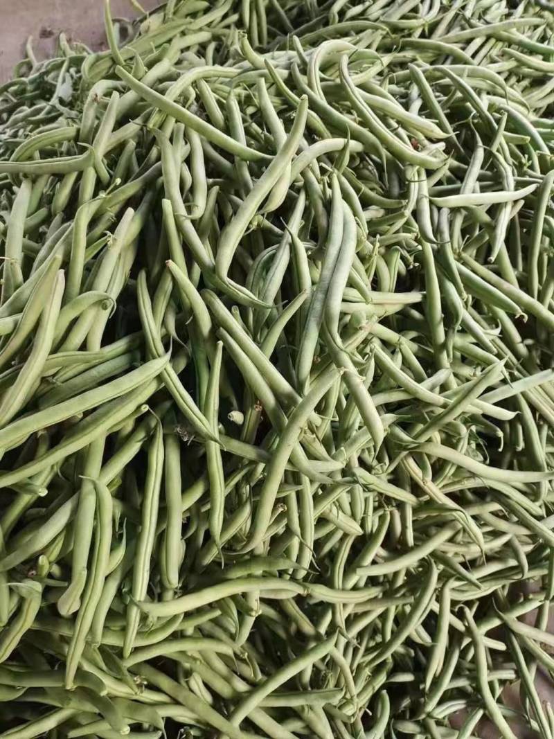 精品四季豆大量出货，品质好，支持电商超市市场，大量供应