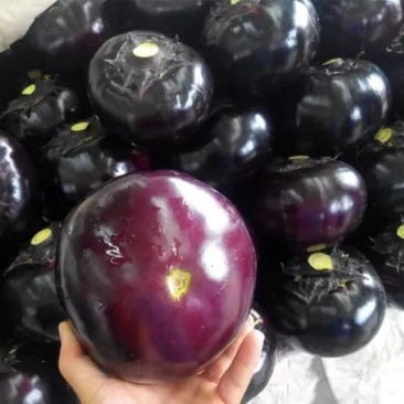 精品紫光圆茄，现摘现发，保质保量，全国代发