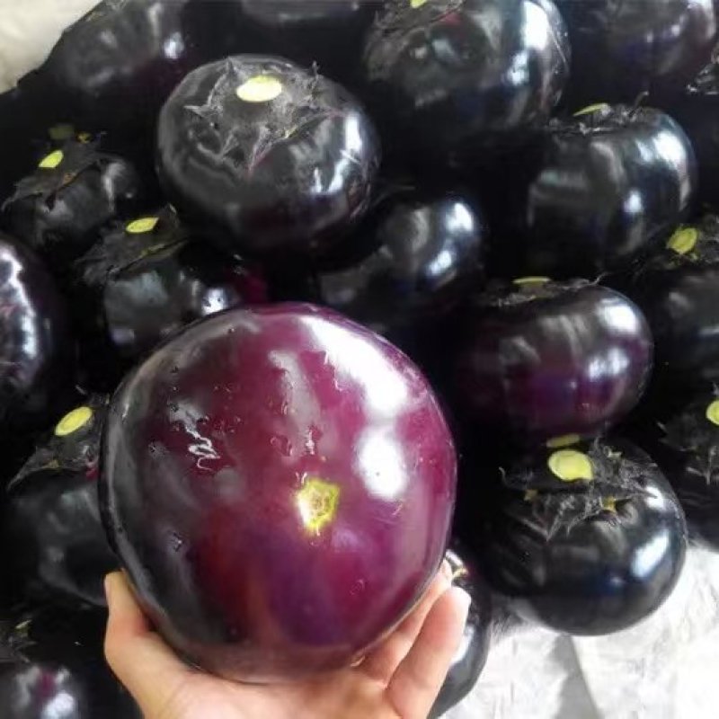 精品紫光圆茄，现摘现发，保质保量，全国代发