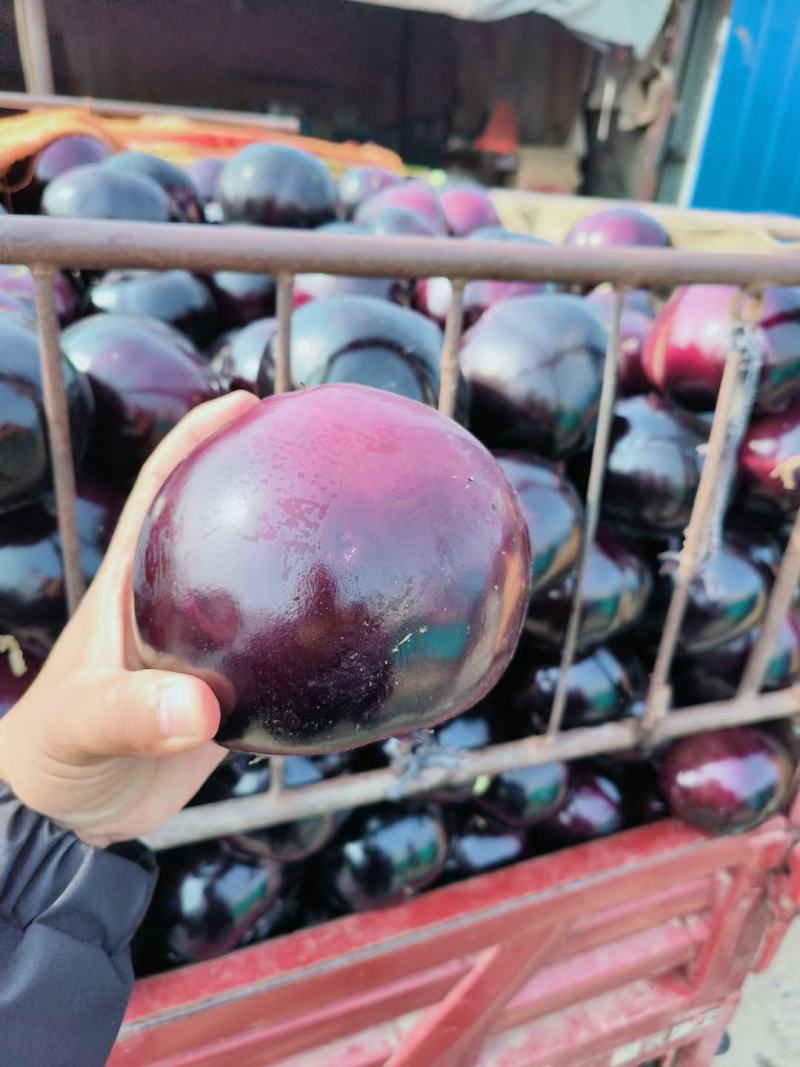 精品紫光圆茄，现摘现发，保质保量，全国代发
