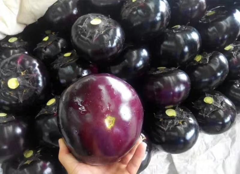 精品紫光圆茄，现摘现发，保质保量，全国代发