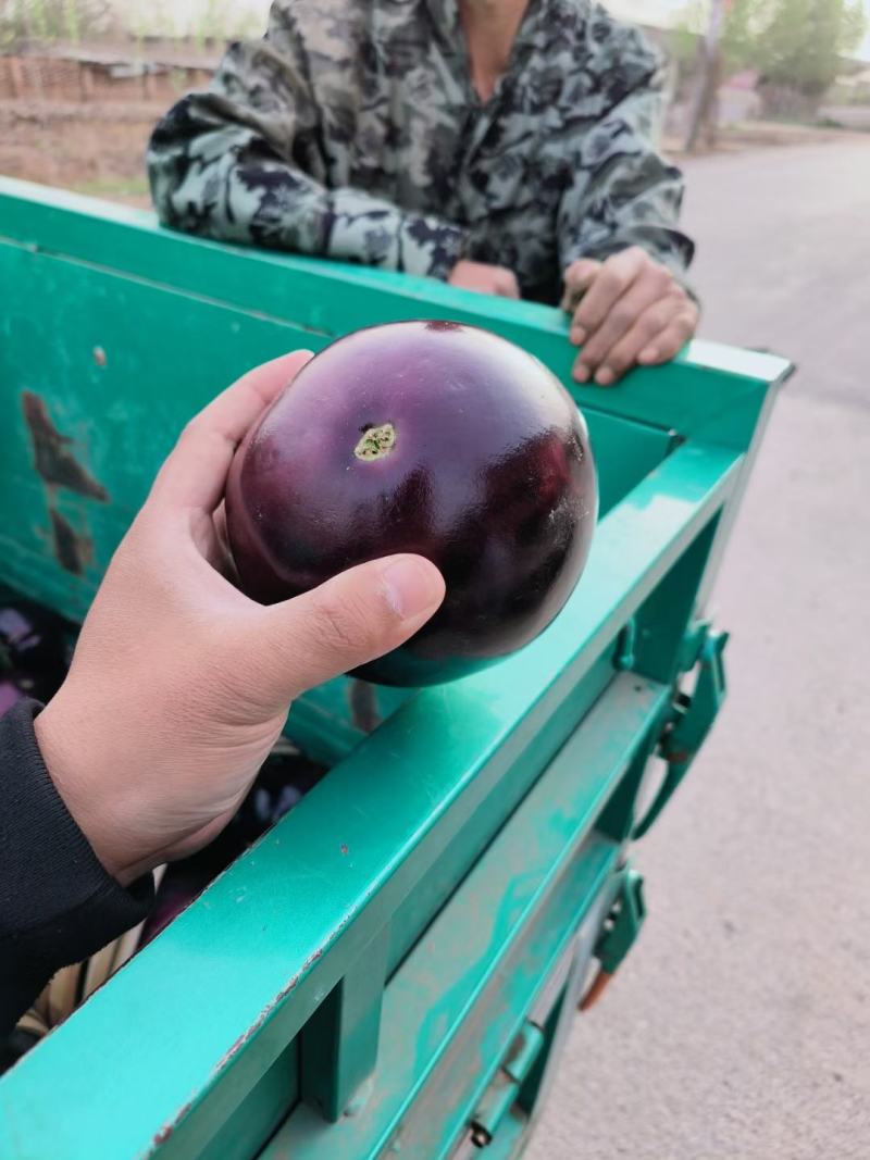 精品紫光圆茄，现摘现发，保质保量，全国代发