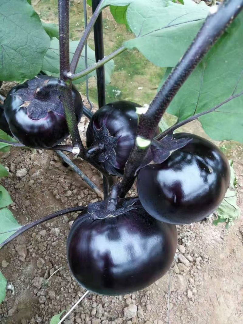 精品紫光圆茄，现摘现发，保质保量，全国代发
