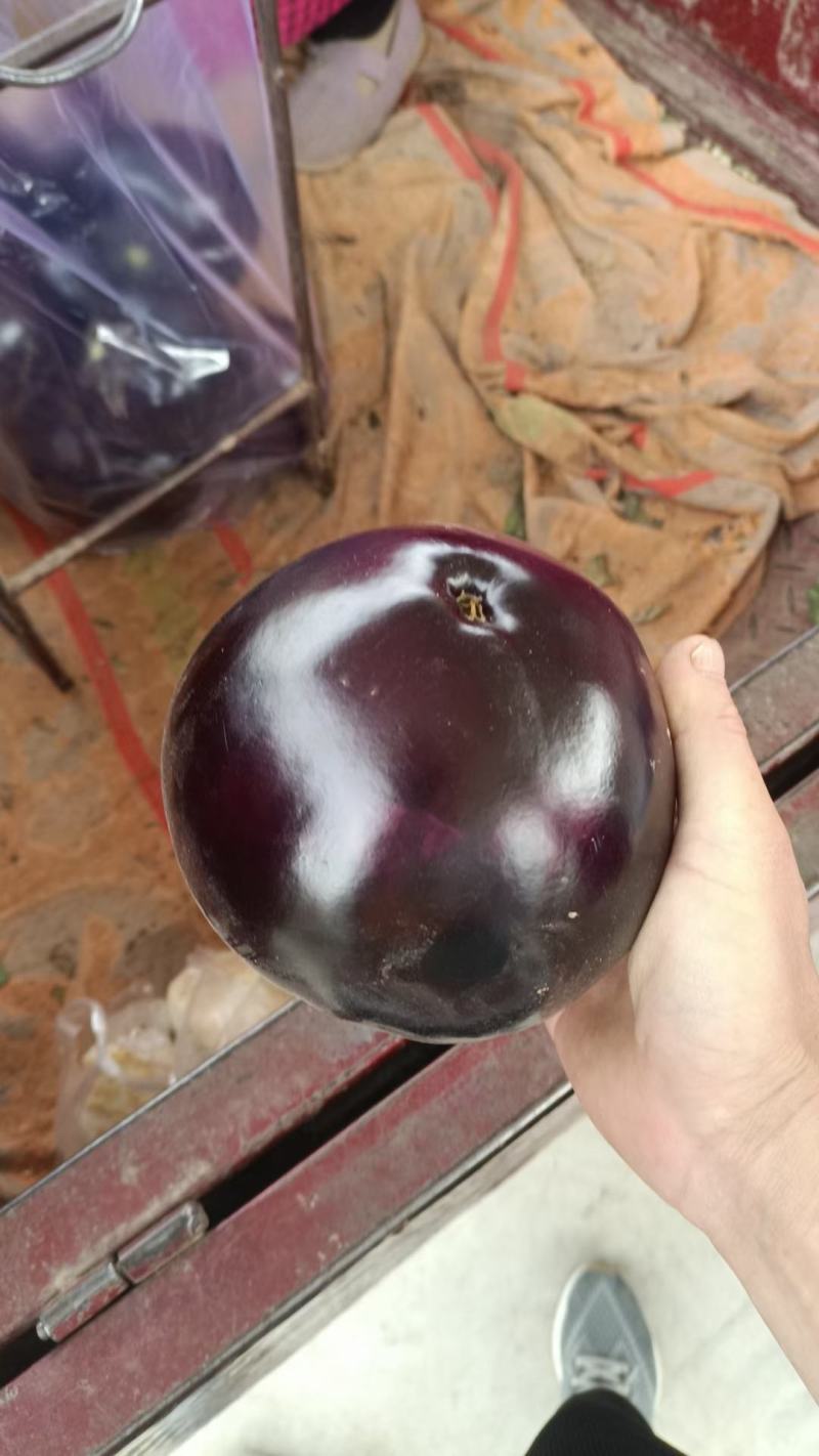 精品紫光圆茄，现摘现发，保质保量，全国代发