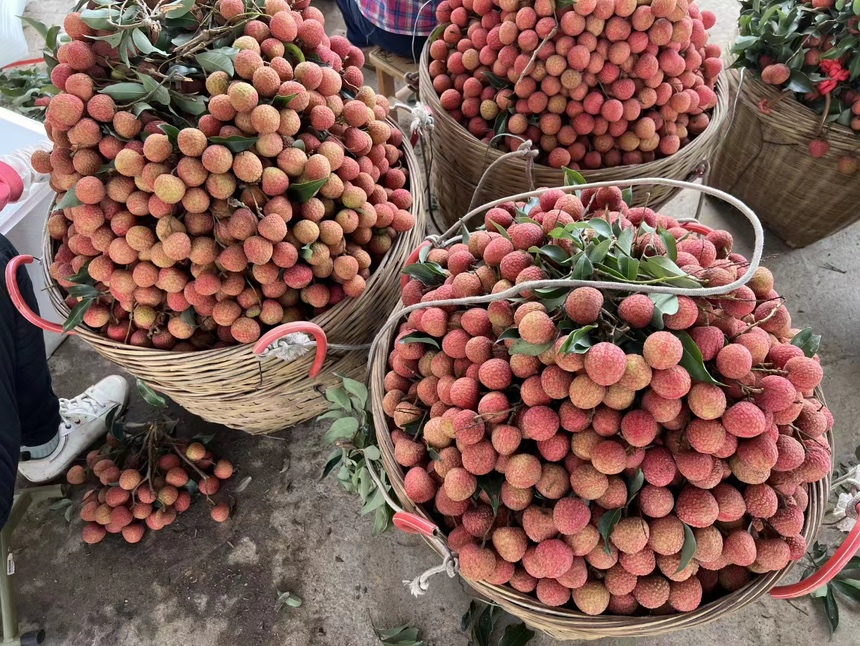 从化荔枝采摘现场