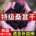 新货桑葚干无沙桑葚食用泡酒泡茶桑葚干免洗食用