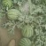 自家种植8424美都自根苗，无籽