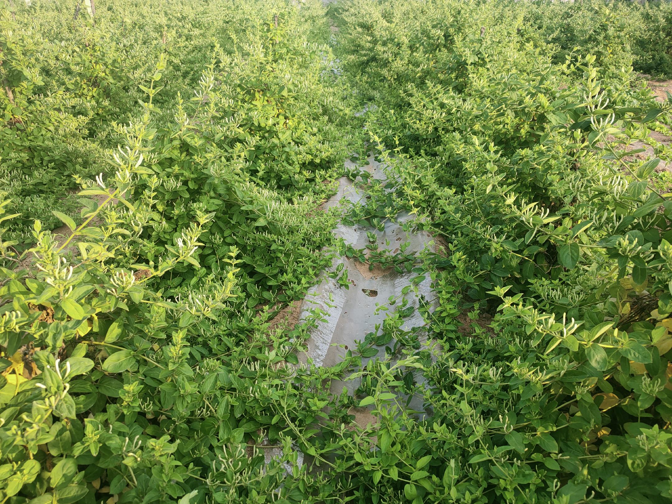 牵牛花在农田中蔓延