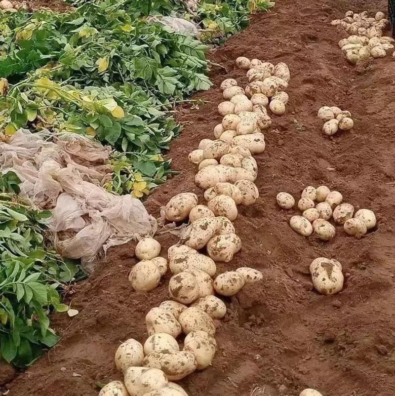 【精品】山东土豆荷兰十五，一手货源，全国发货，量大从优