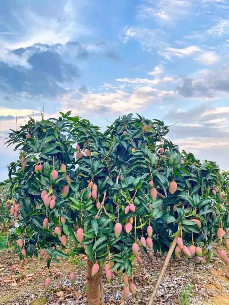 广西贵妃芒果大量上市，欢迎各位老板预订，质量保证，价格美