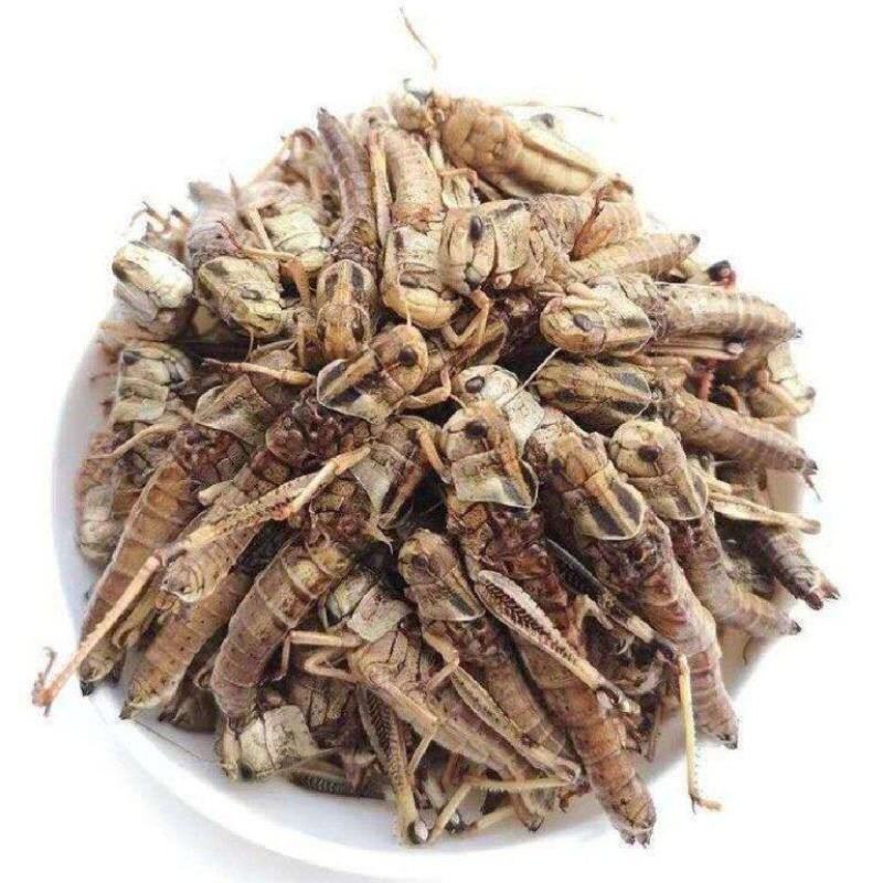 蚂蚱蝗虫东亚飞蝗纯母去翅满籽精品蚂蚱土蚂蚱