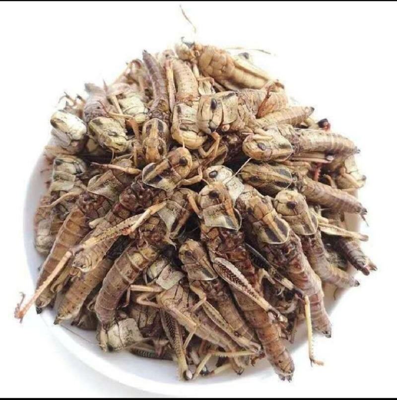 蚂蚱蝗虫东亚飞蝗纯母去翅满籽精品蚂蚱土蚂蚱