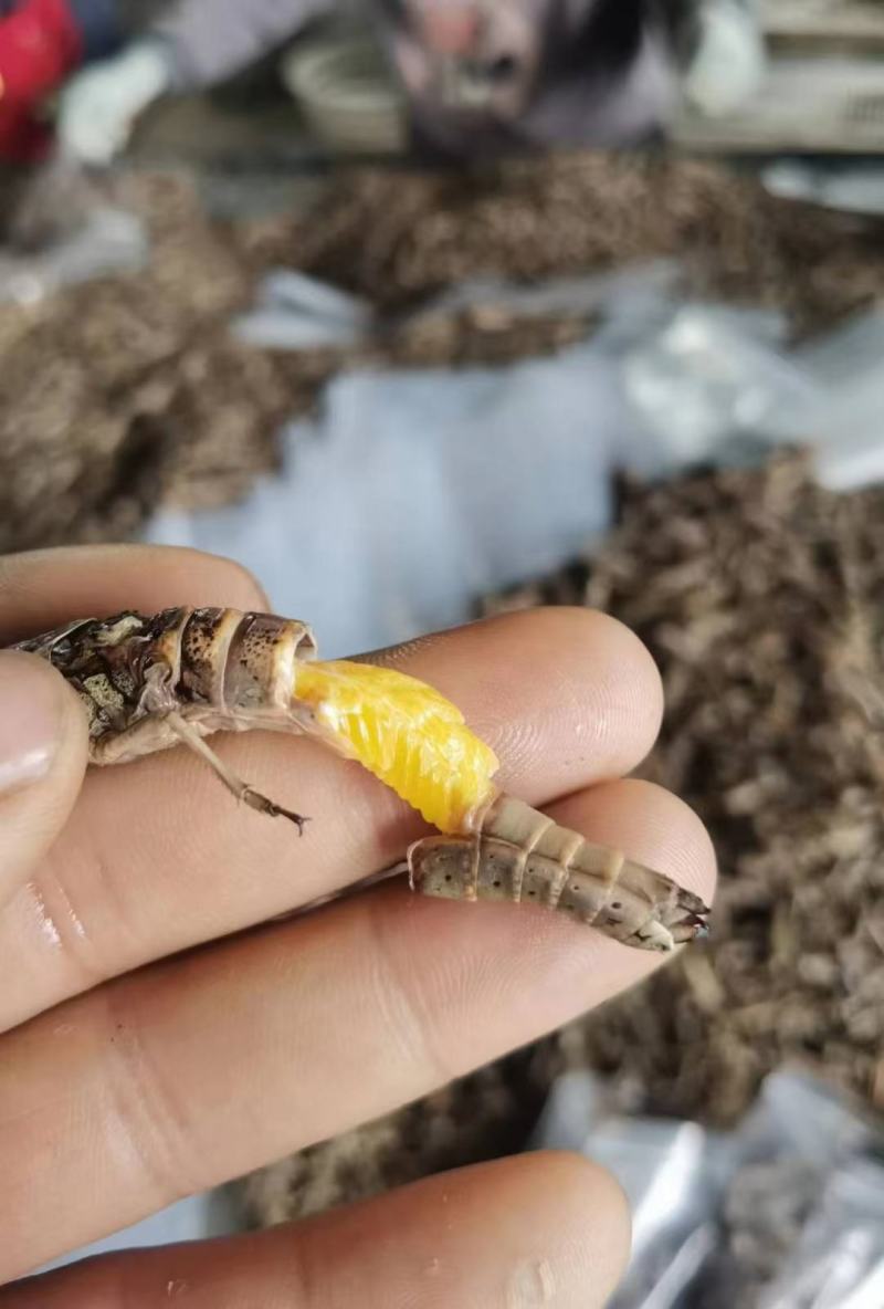 蚂蚱蝗虫东亚飞蝗纯母去翅满籽精品蚂蚱土蚂蚱
