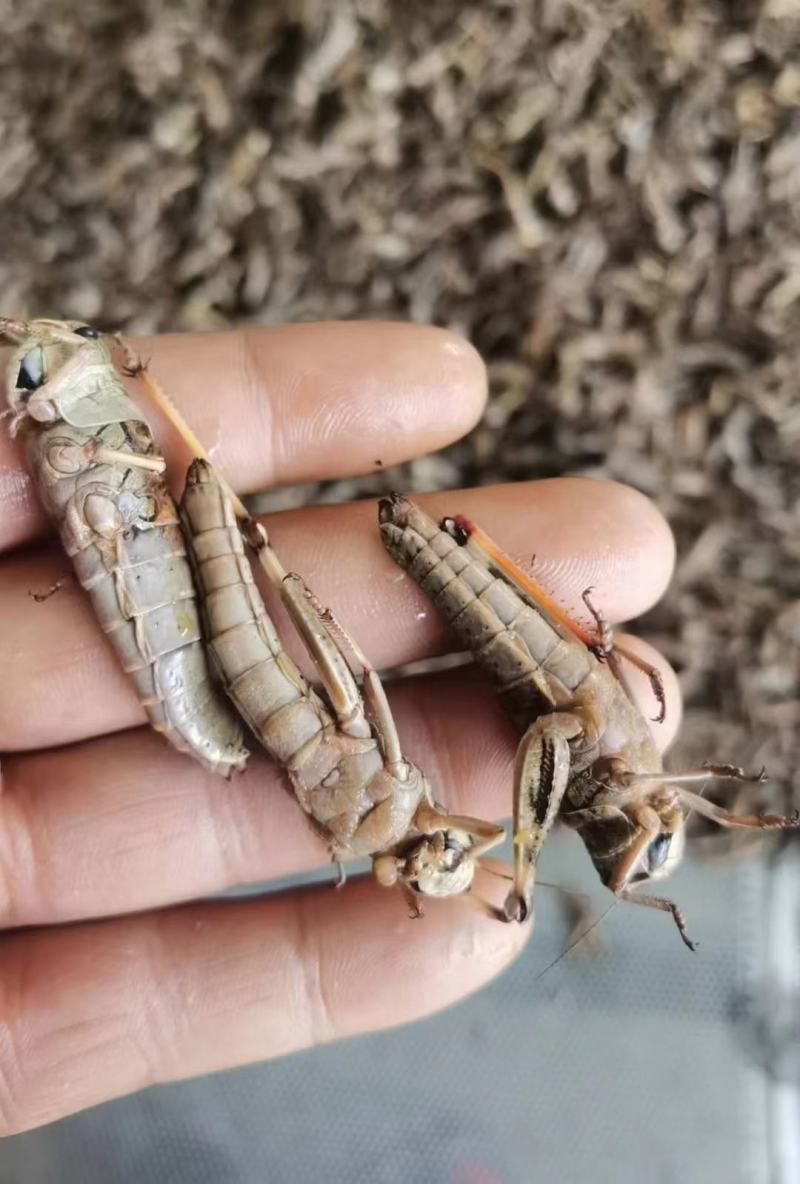 蚂蚱蝗虫东亚飞蝗纯母去翅满籽精品蚂蚱土蚂蚱