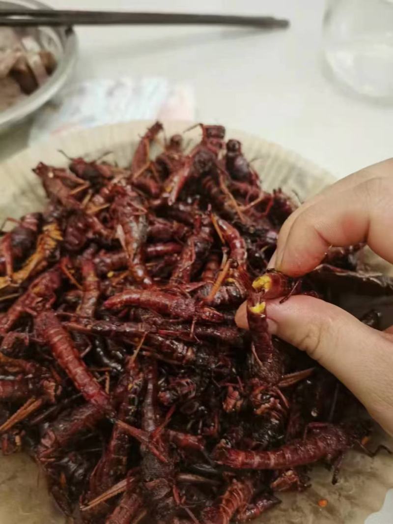 蚂蚱蝗虫东亚飞蝗纯母去翅满籽精品蚂蚱土蚂蚱