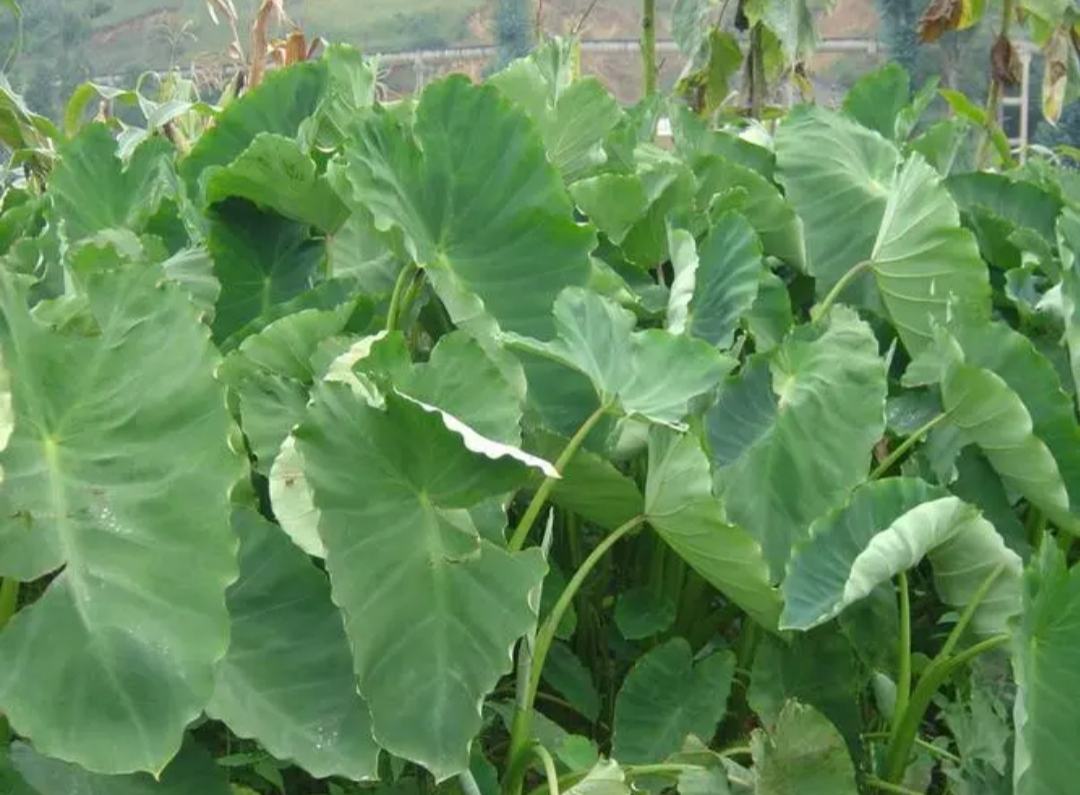 毛芋头叶田间生长图