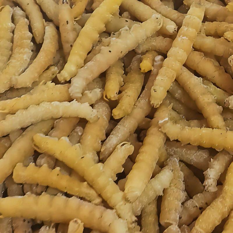 豆虫豆丹豆青虫下蛰豆虫入土豆虫高蛋白低脂肪食用昆虫大量