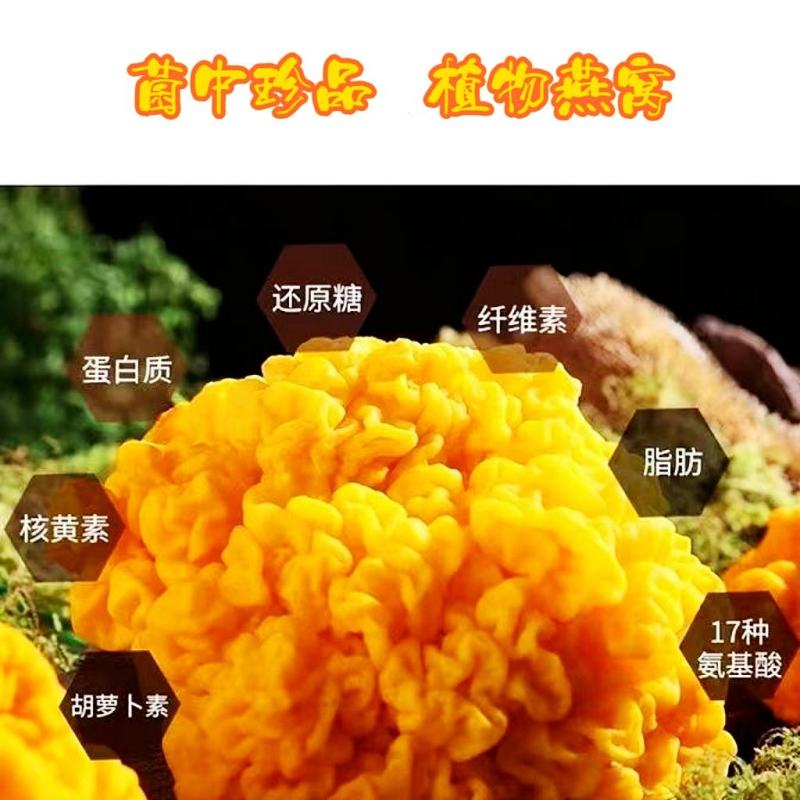 金耳菌