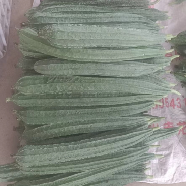 福建精品角瓜/八角瓜/肉丝瓜