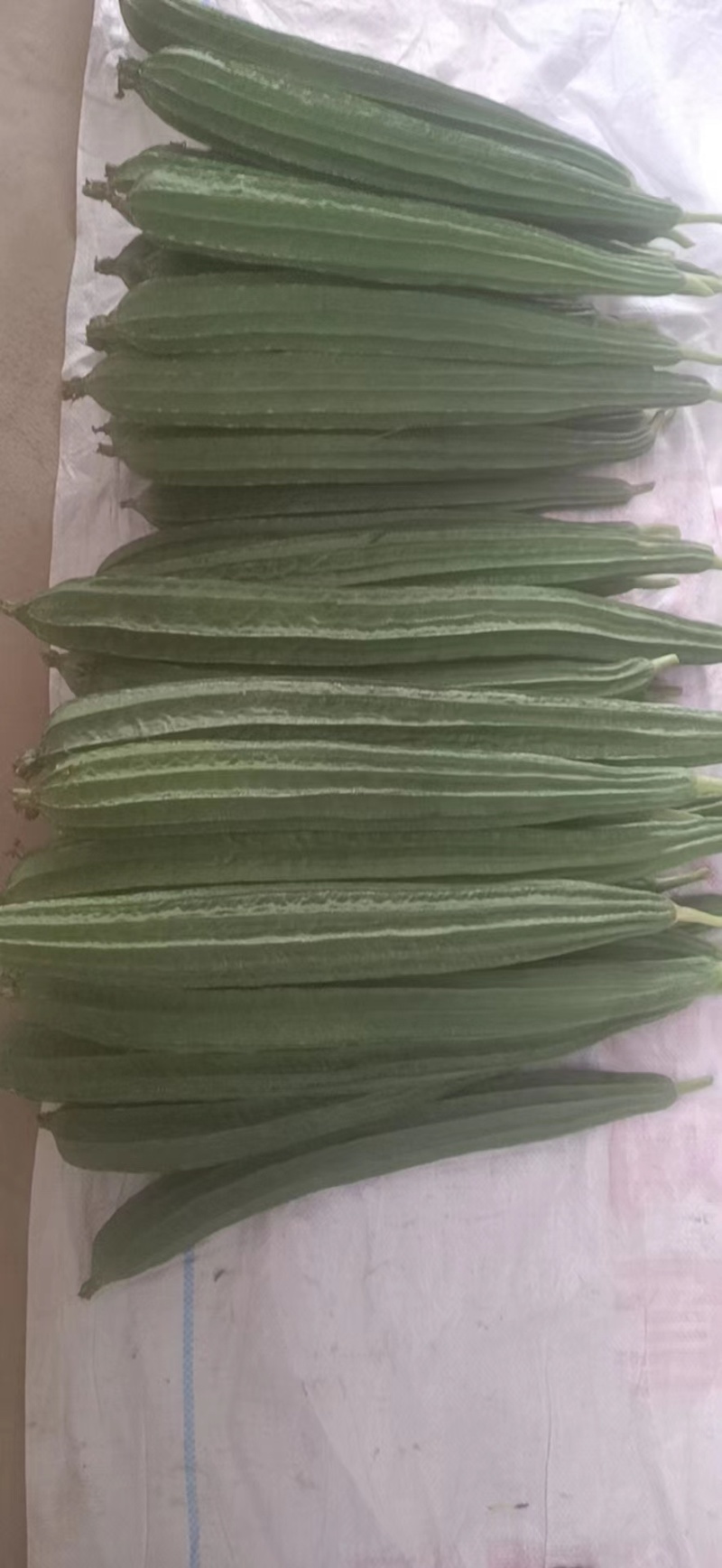 福建精品角瓜/八角瓜/肉丝瓜