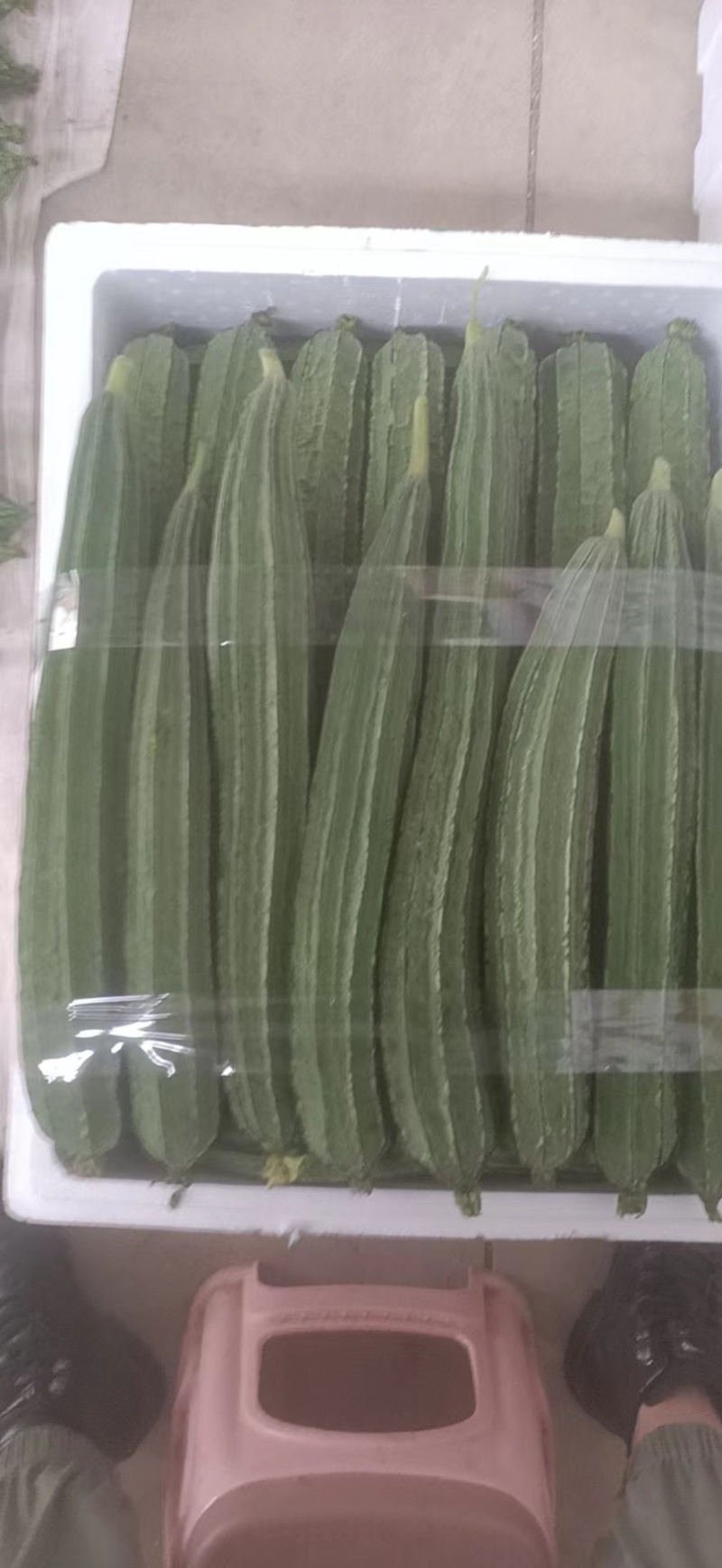 福建精品角瓜/八角瓜/肉丝瓜