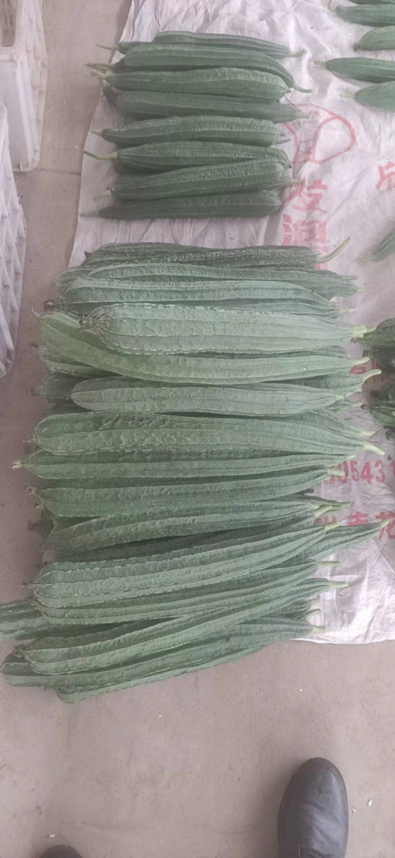 福建精品角瓜/八角瓜/肉丝瓜