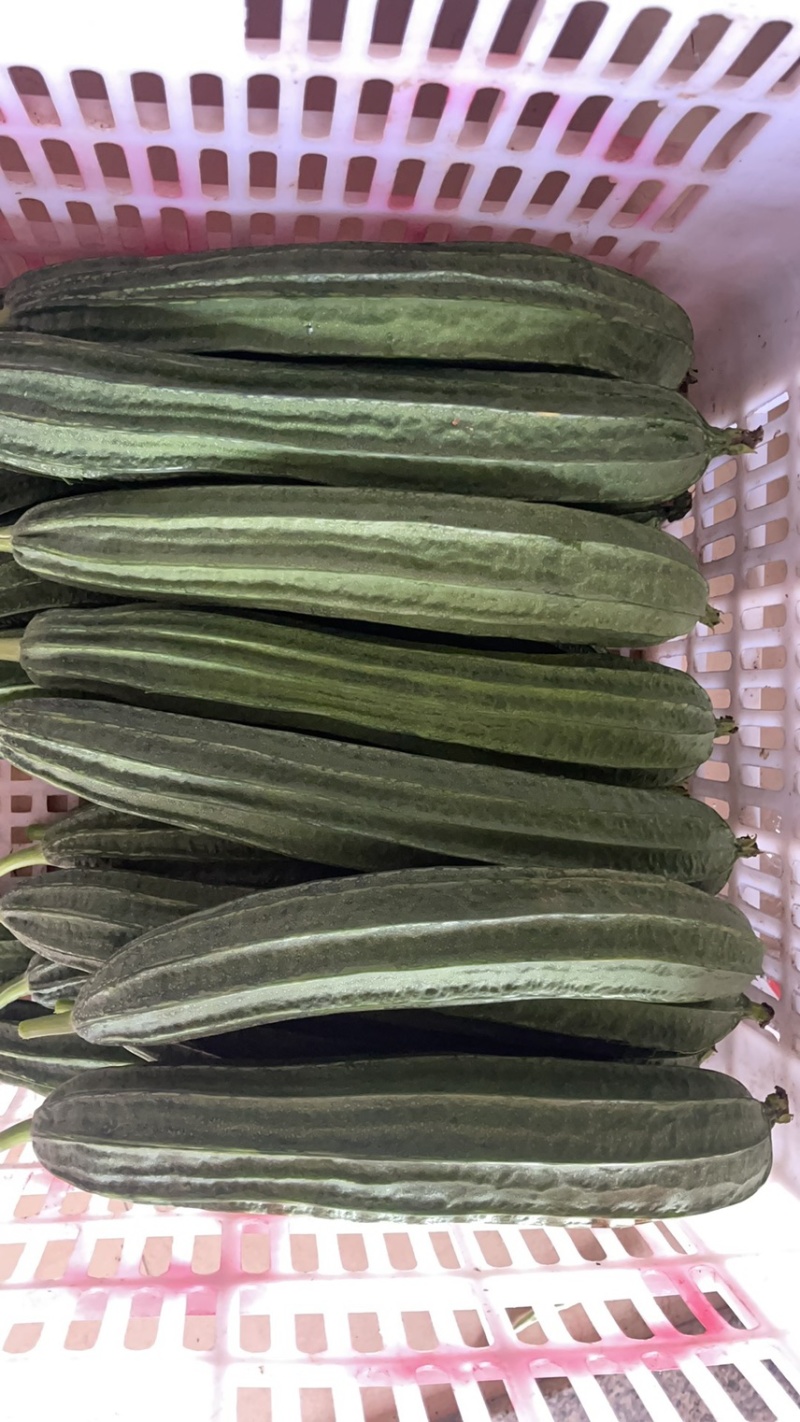 福建精品角瓜/八角瓜/肉丝瓜