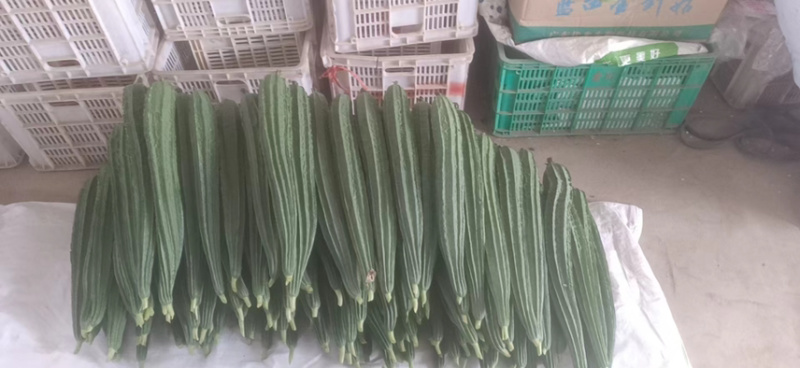 福建精品角瓜/八角瓜/肉丝瓜