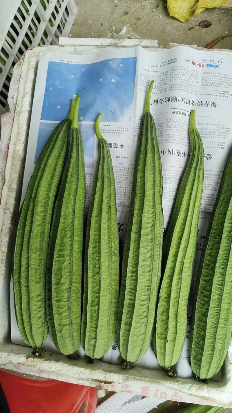 福建精品角瓜/八角瓜/肉丝瓜