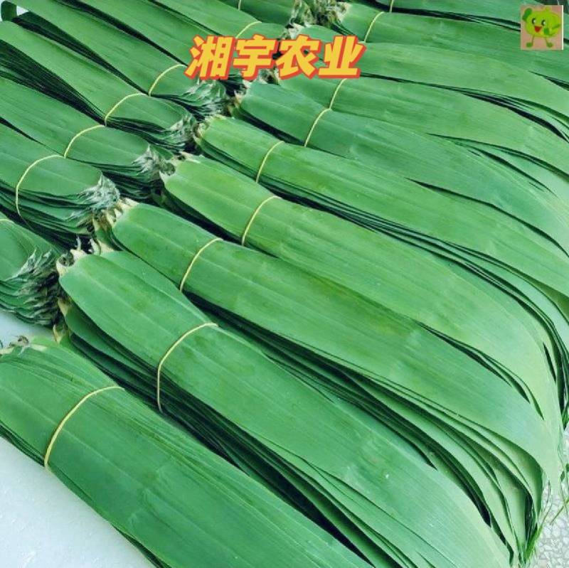 芦苇叶…湖南洞庭湖畔优质芦苇叶，当日现摘预冷发货